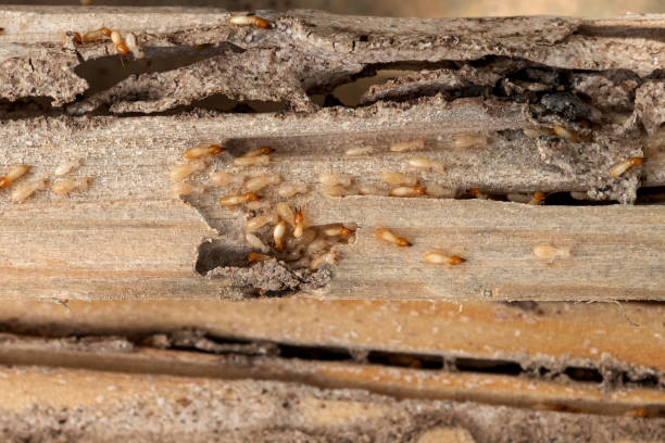 Spider Control Near Me in Three Oaks, FL