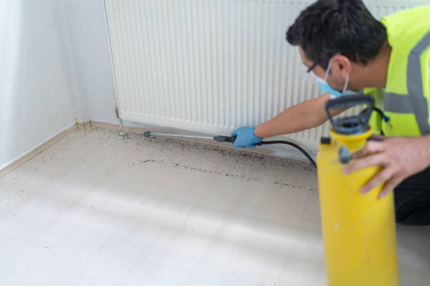 Best Flea Control Services  in Three Oaks, FL