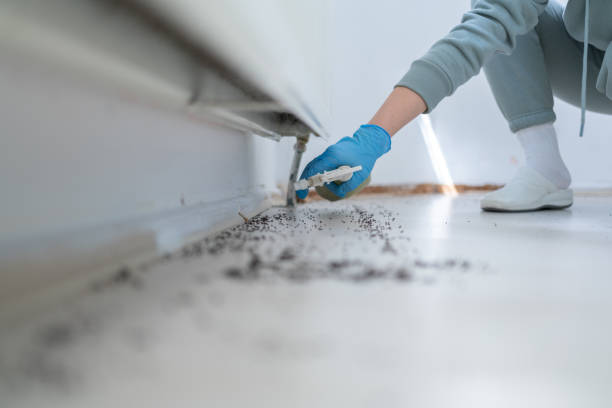 Best Rat Extermination Near Me  in Three Oaks, FL